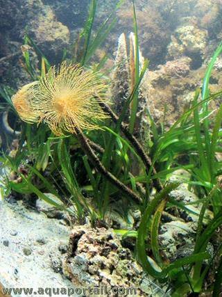 Des posidonies ocaniques en aquarium