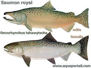 Macho y hembra del salmn real Oncorhynchus Tshawytscha