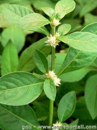 flores blancas de Alternanthera bettzickiana en floracin