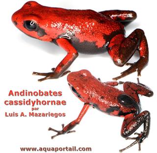 Couple Andinobates cassidyhornae, mle et femelle