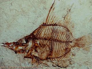 archologie