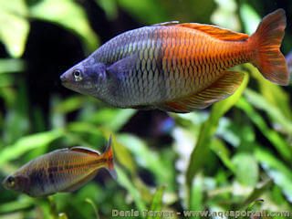 Un couple de Melanotaenia boesemani