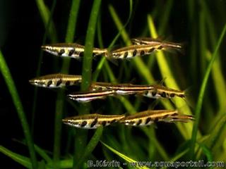 Grupo de peces lpiz Nannostomus espei 