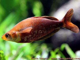 Poisson arc-en-ciel rouge Glossolepis incisus