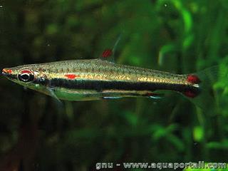 Pez lpiz de tres bandas, Nannostomus trifasciatus