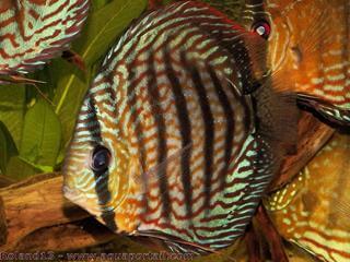 discus bleu Symphysodon aequifasciatus haraldi