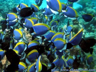 Un grand banc de poissons chirurgiens Acanthurus leucosternon