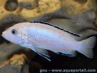 Macho de Labidochromis caeruleus de Nkhata bay