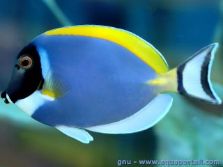 Un leuco Acanthurus leucosternon adulte