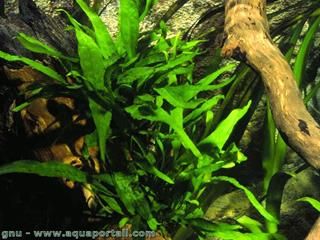 Microsorum (espce Microsorum pteropus)
