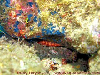 El pequeo Serranus socorroensis de la isla Socorro en su escondite