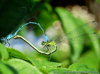 Accouplement pour reproduction de l'agrion de Mercure Coenagrion mercuriale