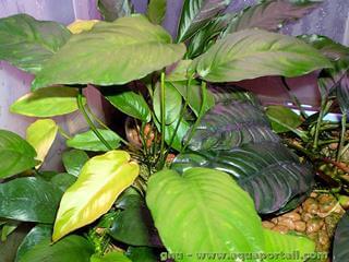 Anubias heterophylla congensis affinis