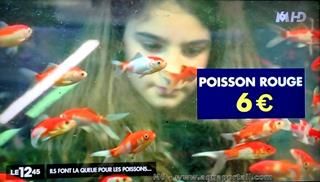6 euros : le prix d'un poisson rouge