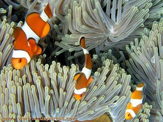 Trio Amphiprion ocellaris dans une anmone de mer