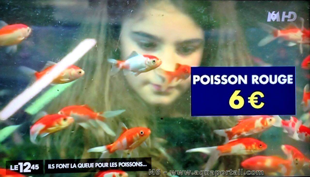 Mémoire de poisson rouge : qu'est-ce que c'est ?