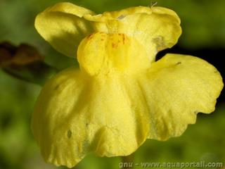 Fleur jaune de l'utriculaire Utricularia aurea