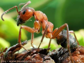 Formica rufa, la hormiga roja de los bosques