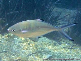 Une liche glauque, espce Trachinotus ovatus