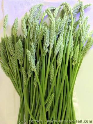 Des asperges des bois Ornithogalum pyrenaicum prtes  la consommation