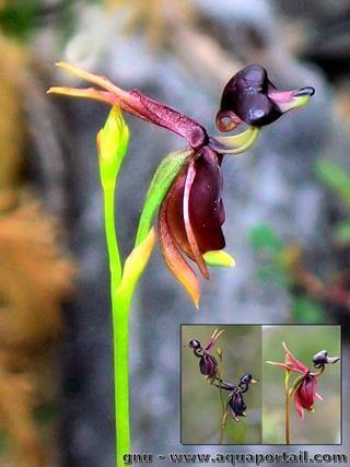 fleurs de Caleana major, Flying Duck Orchid