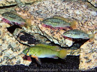 1 mle Thoracochromis brauschi avec un harem de 3 femelles
