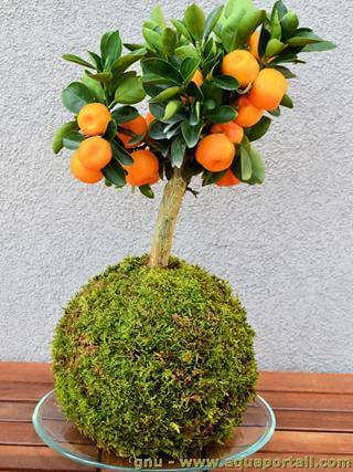 kokedama
