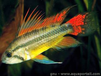 Mle rouge Apistogramma cacatuoides