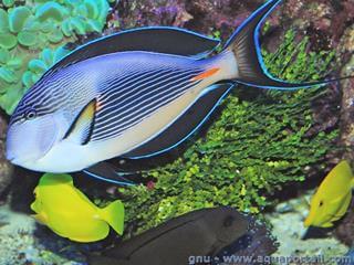 Un poisson chirurgien ray Acanthurus sohal avec deux poissons chirurgiens jaunes Zebrasoma flavescens