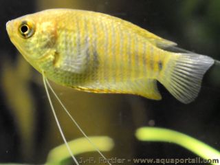Une femelle sauvage Trichogaster lalius/Colisa lalia