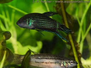 Betta mahachaiensis, couple mâle bleu et femelle brune