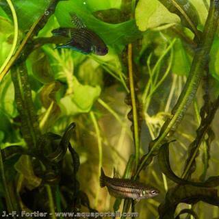 Couple de Betta mahachaiensis