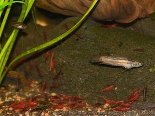 Juvénile Betta mahachaiensis et femelle