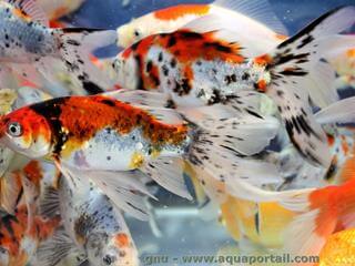 Plusieurs Shubunkins en aquarium