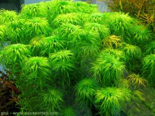 Syngonanthus Tonina sp. Belem