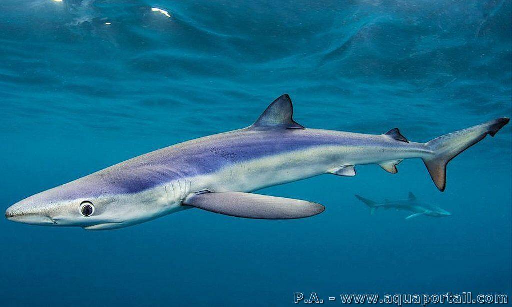 Le Requin Bleu Est Il Dangereux Prionace glauca (Requin bleu, Peau bleue)