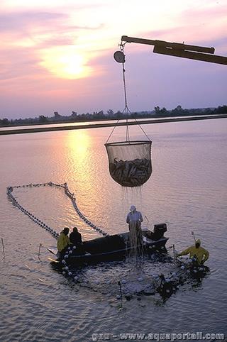 Aquaculture en rivire