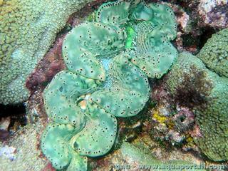 Superbe bnitier Tridacna maxima vert brillant