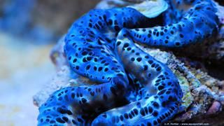 Tridacna maxima bleu