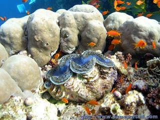 Bnitier Tridacna maxima en milieu naturel dans l'ocan