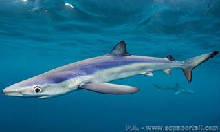 blue shark Prionace glauca