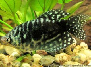 Un gourami noir Trichopodus trichopterus sumatranus black