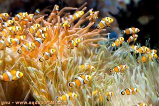 Groupe de poissons-clowns ocells juvniles