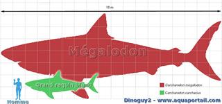 Mgalodon vs. Grand requin blanc