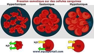 Pression osmotique sur cellules sanguines