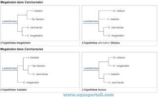 Taxonomie et classification du Mgalodon