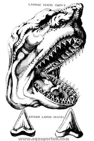 La tte d'un mgalodon en planche naturaliste