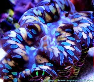 Tridacna maxima rond rare