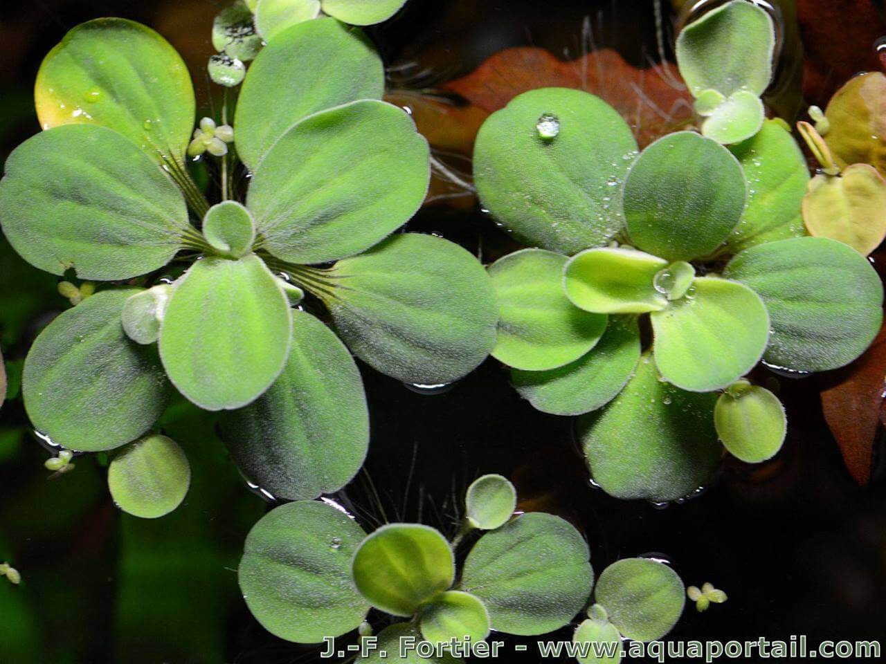 Plantes pour limiter les algues : définition et explications