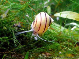 Zebra apple snail Asolene spixi, l'escargot pomme zbr